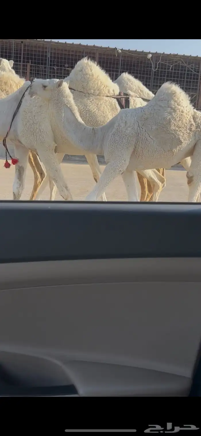 لبيع عشاير ثنتين 3