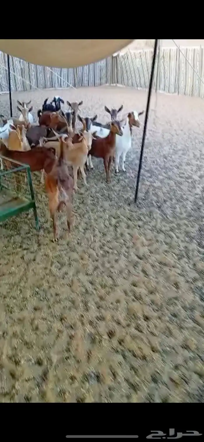 معزا جنوبيه 1