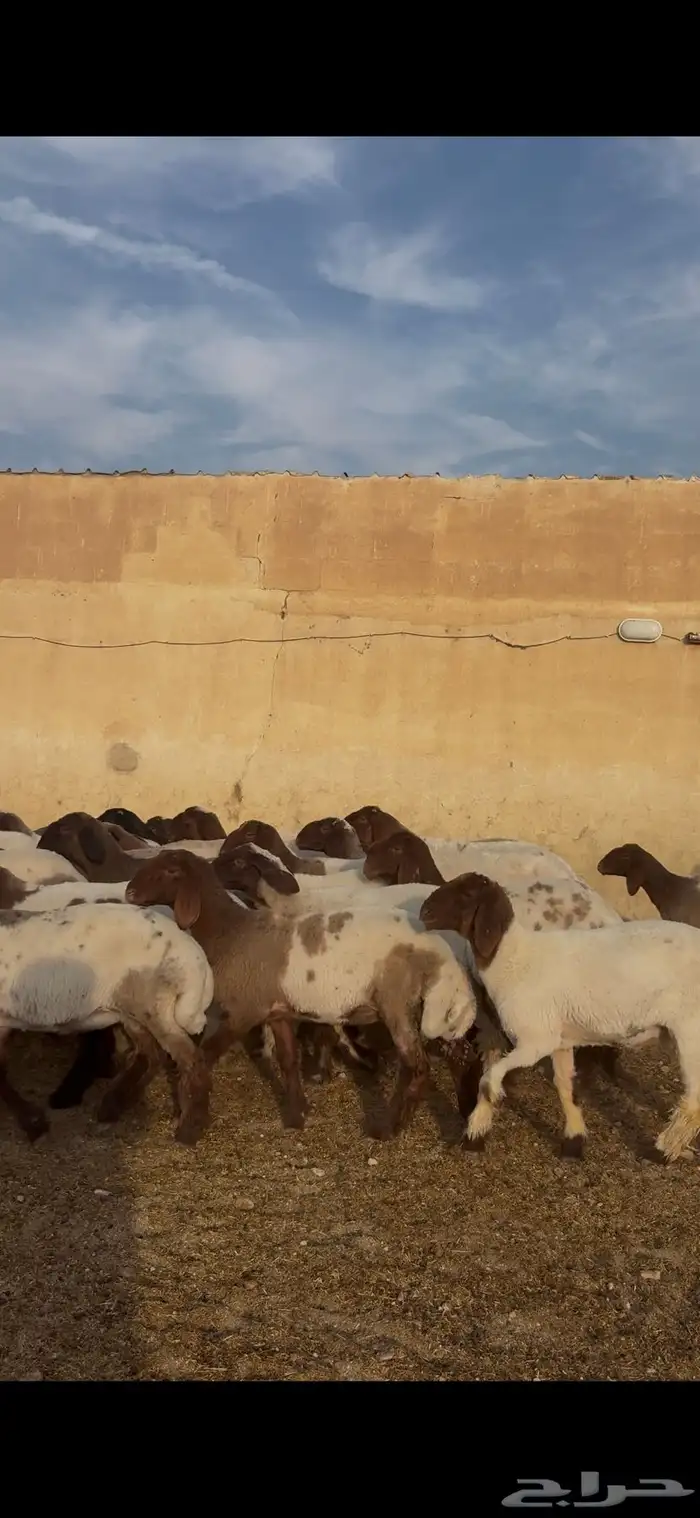 غنم نعيم مراح جذعات 4