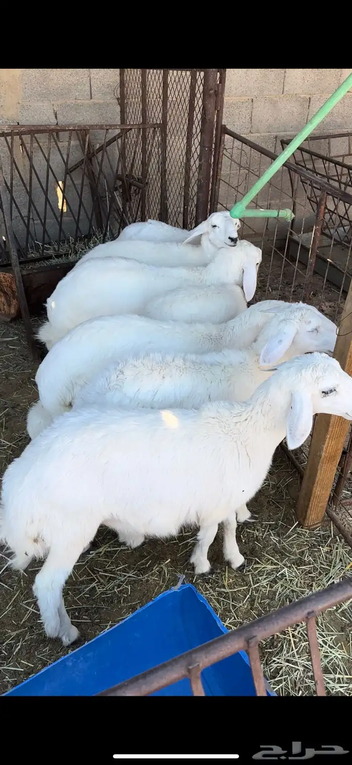 رخال حريات 1