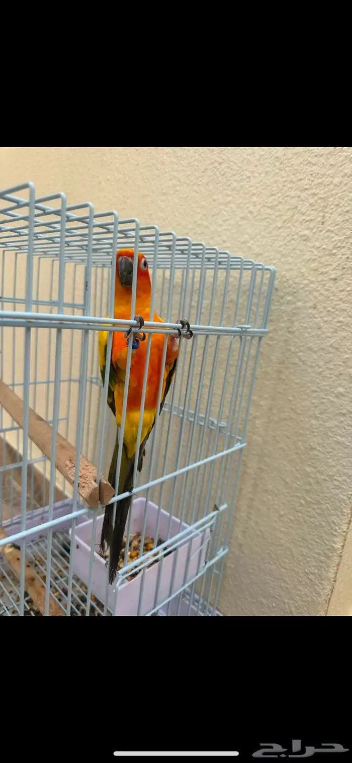ببغاء الصن كنيور 3
