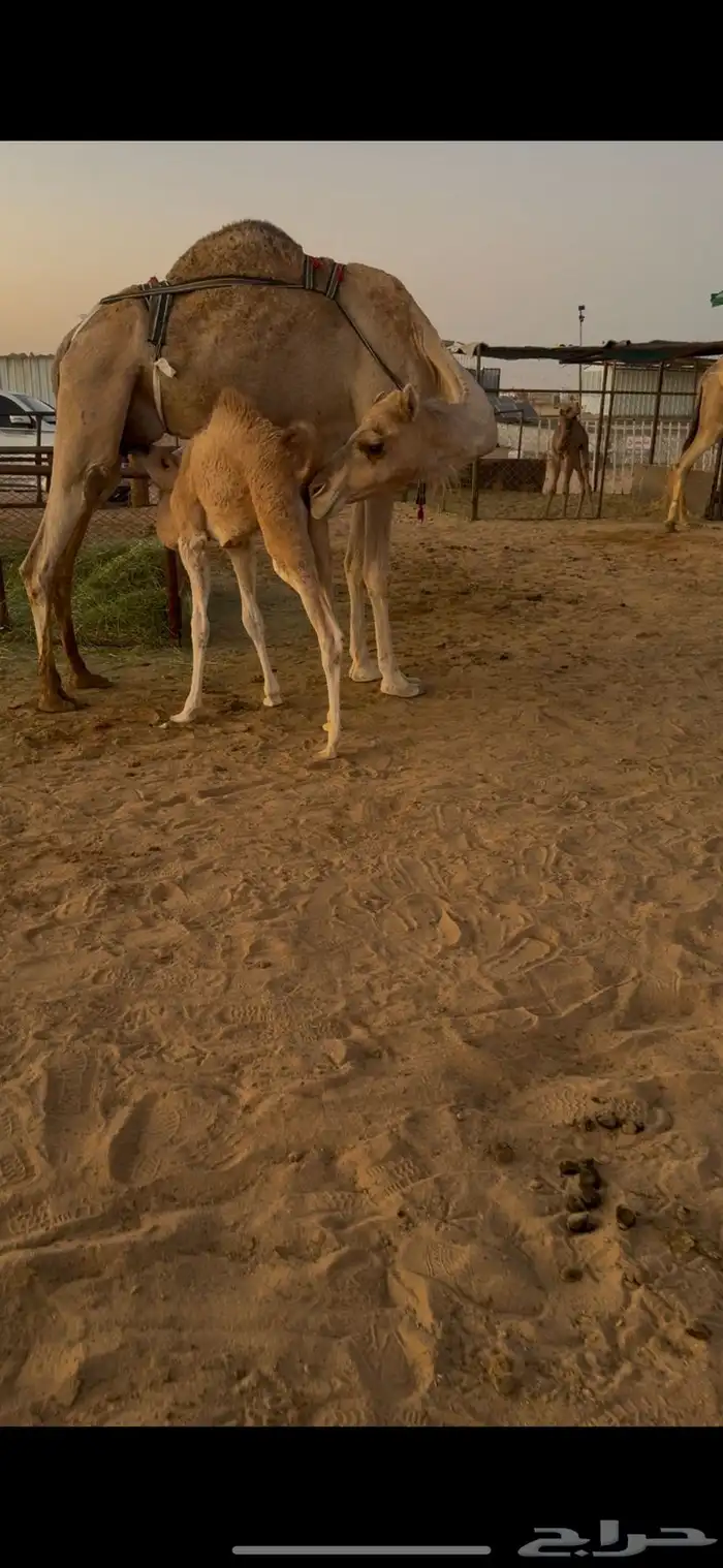 خلفه حمرا هديه وطيبه 2