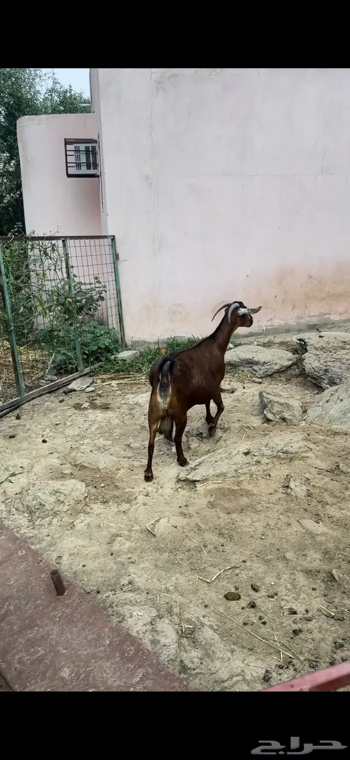 غنم دهم منوة المقني تم البيع 1