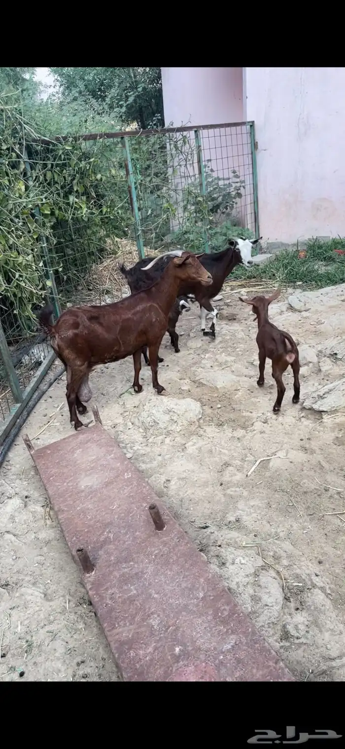 غنم دهم منوة المقني تم البيع 2