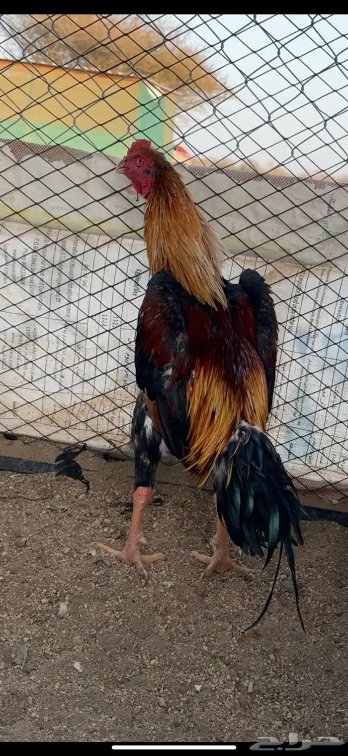 ديك شامو ياباني 0