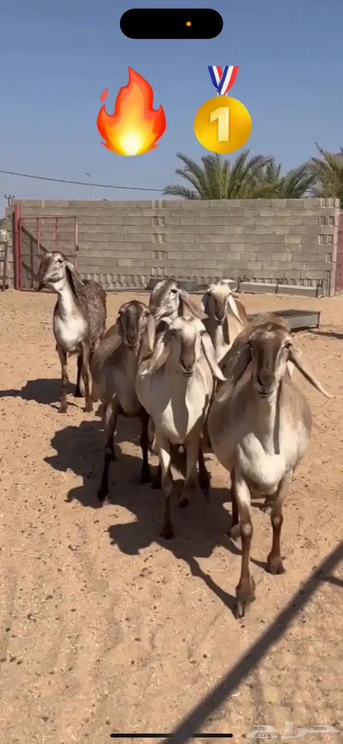 ضان سواكل درومانيه صنف 0