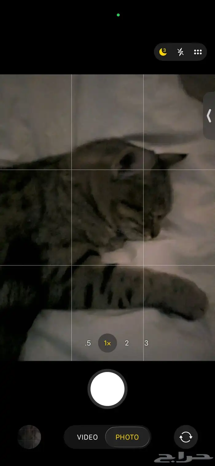 قطط (للتبني) 1