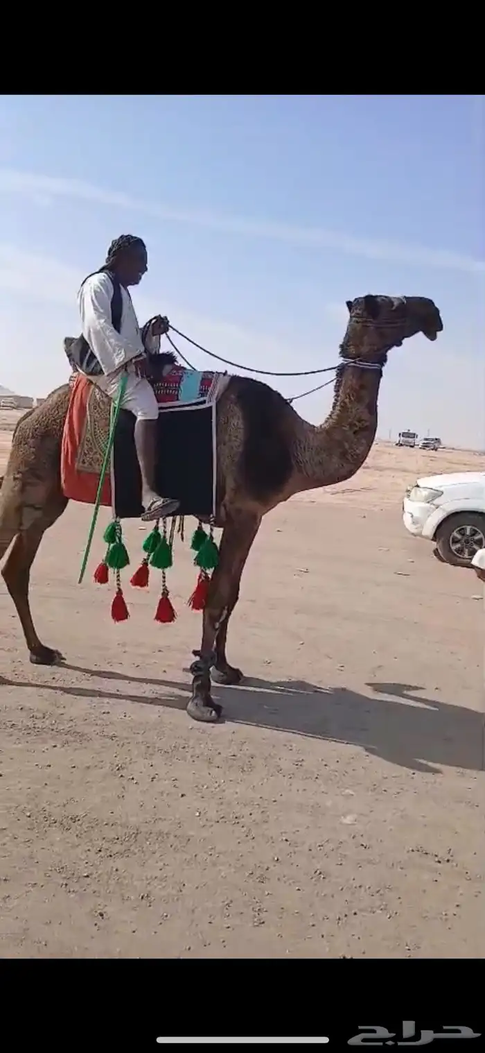 للبيع رحول ابل طوع 0