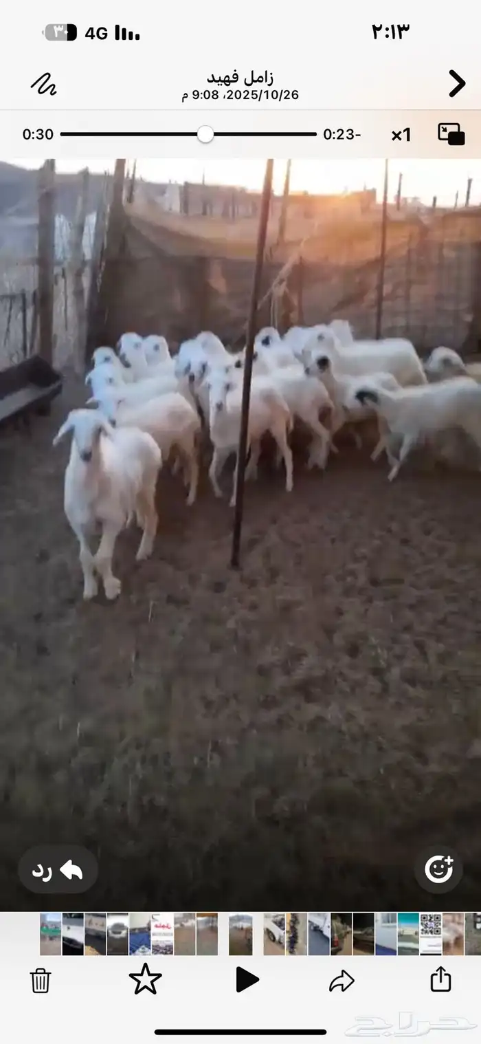 رخال جذعات رفيدي 1