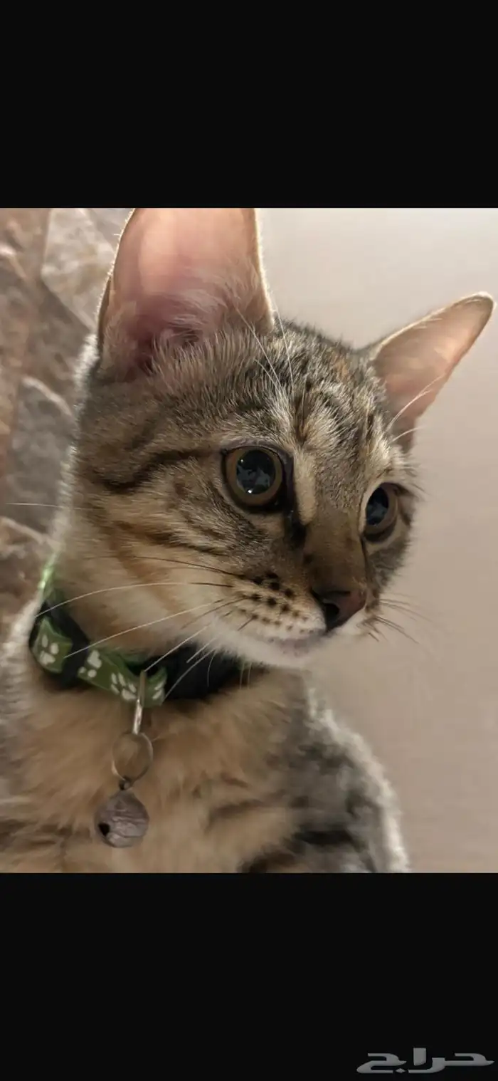 قطه للتبني 1