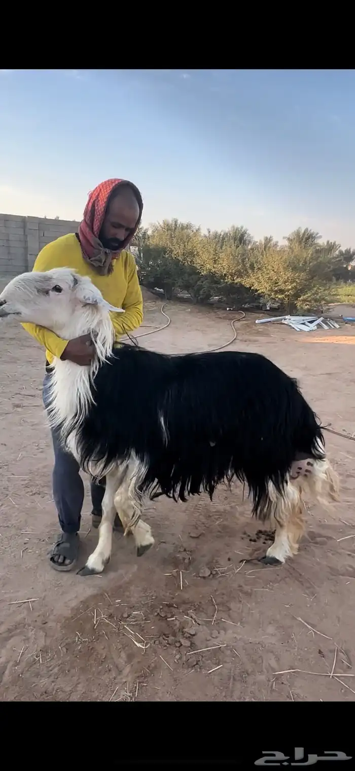 فحل نجدي مشروط 0