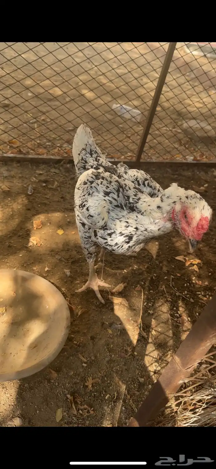 دجاجه شامو للبيع 1