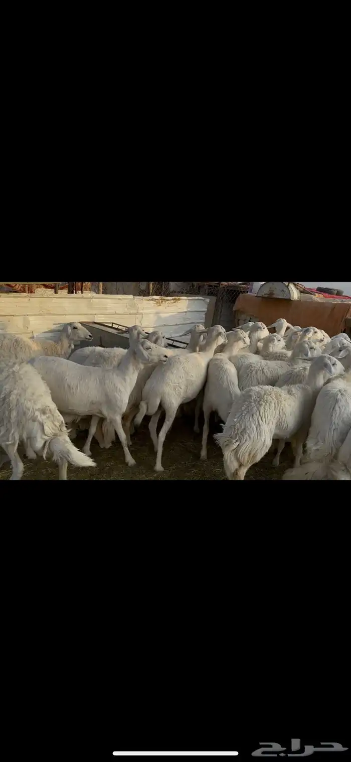 ضان اباكير كفووو عددها 30 راس. 6
