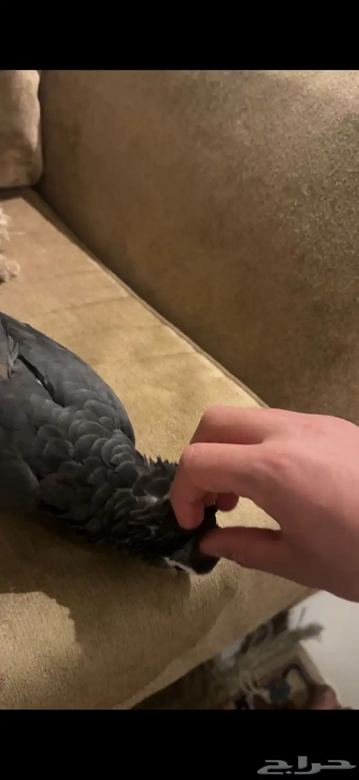 ببغاء كاسكو غيني اليف ملك كلام ما شاء الله لأهل التميز 3