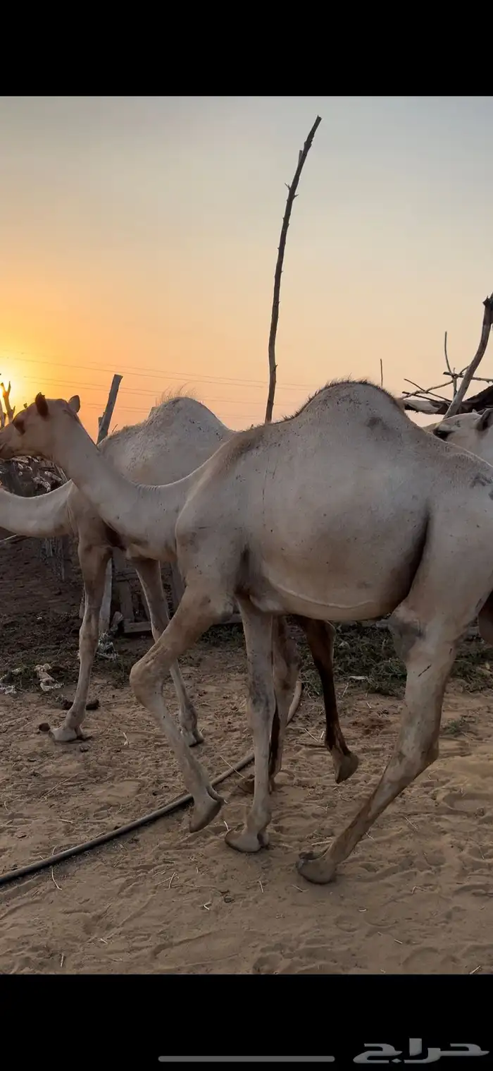 بسم الله الرحمن نعرض لكم جمال مربا فل 0