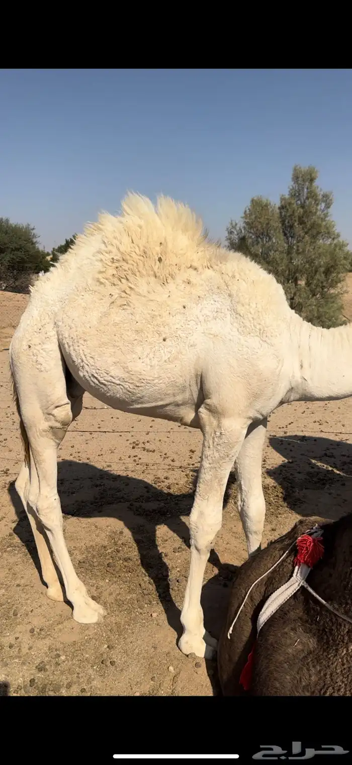 قعدان قصب شحم 2