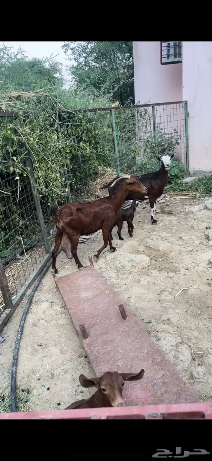 غنم دهم منوة المقني تم البيع 4