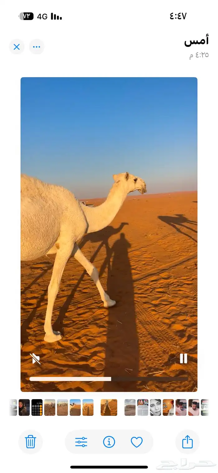 للبيع قعود رماني 3