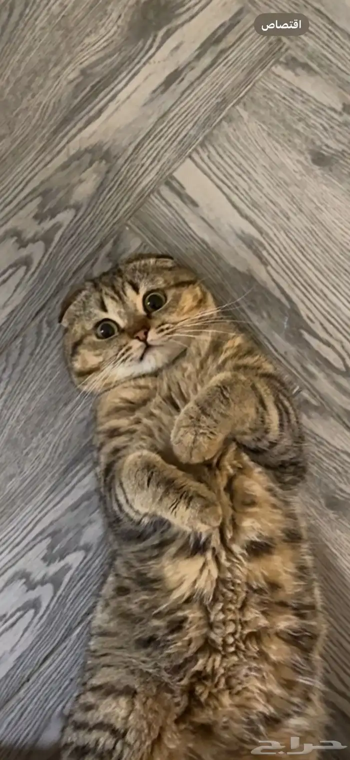 قط سكوتش تربل فولد 2