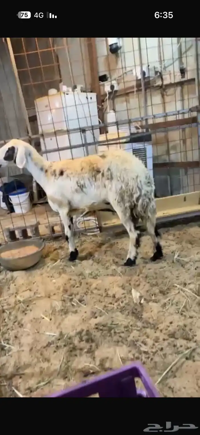 شاه سنها صافه تحتها رخل فل الفل صحتها طيبه 1