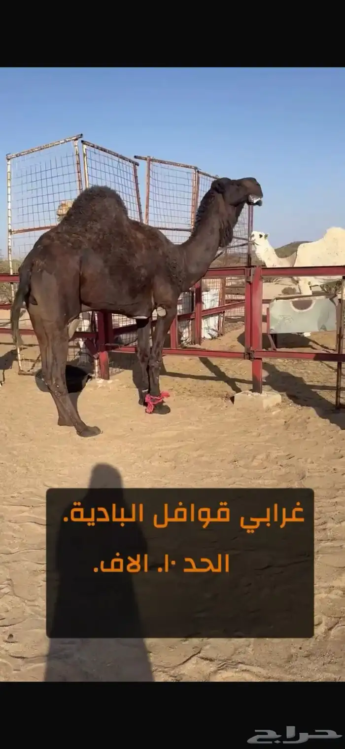 بعير فحل مجهم على جميع الشروط 2