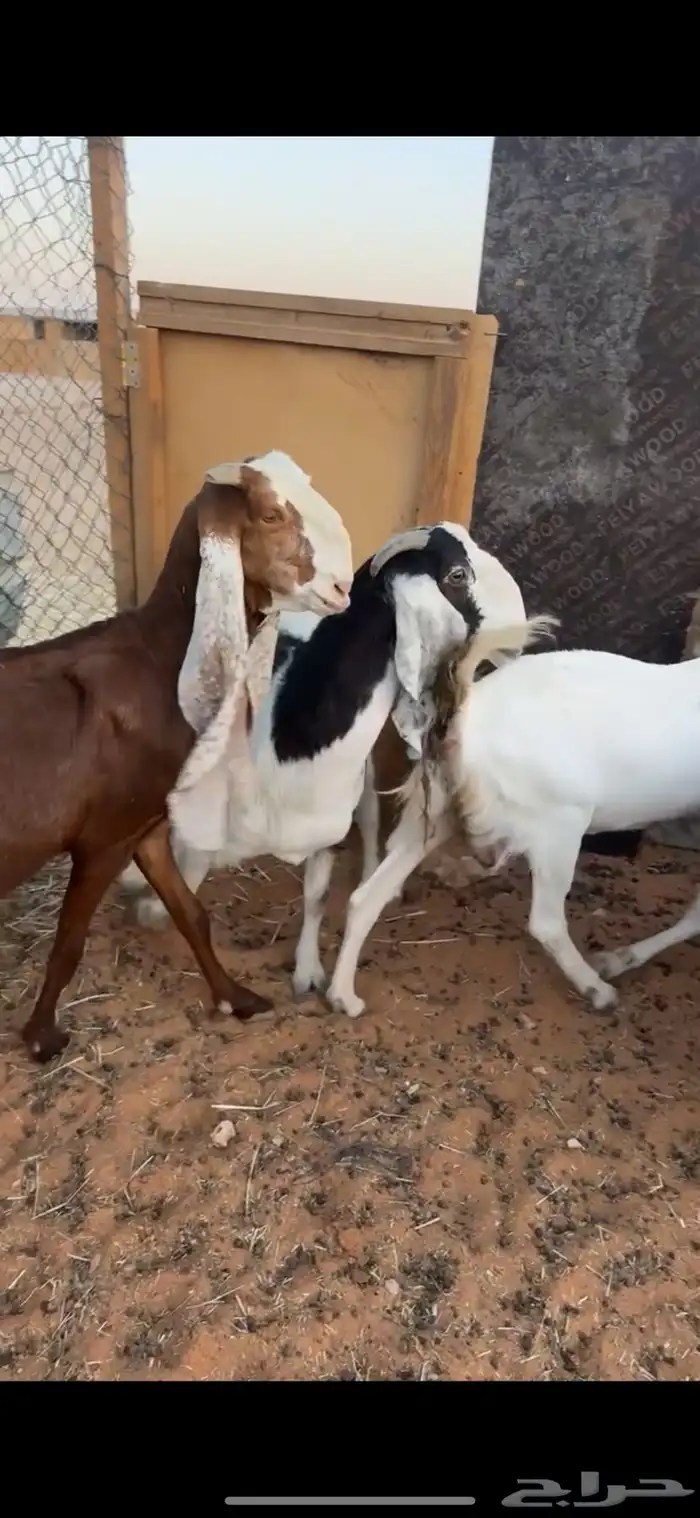 معزاء دفيع شرط وفيها حصيب العدد9 3