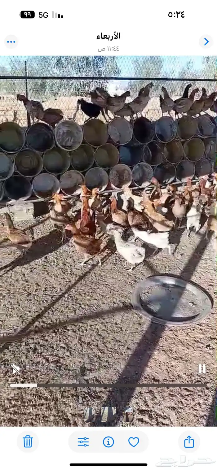 للبيع دجاج العدد 130 0