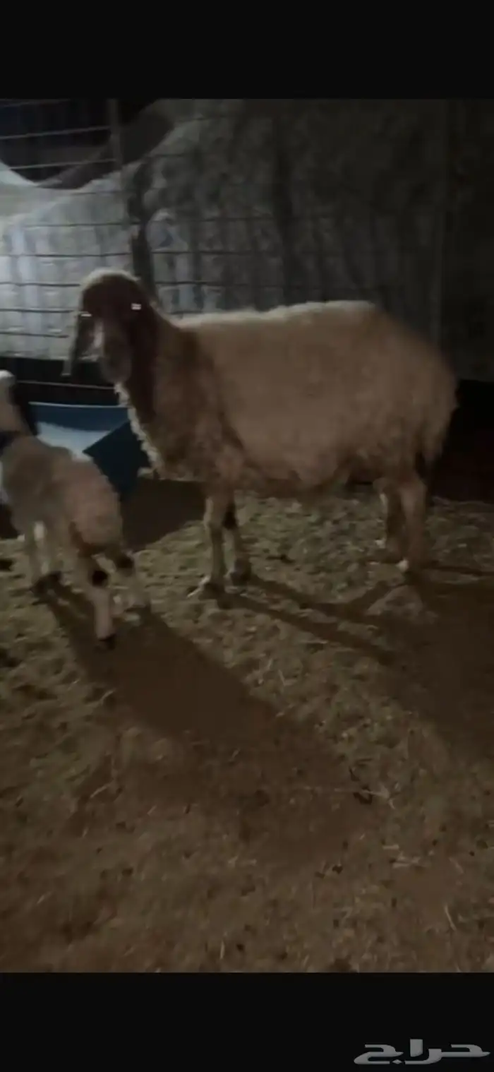 خلفه نعيميه 0