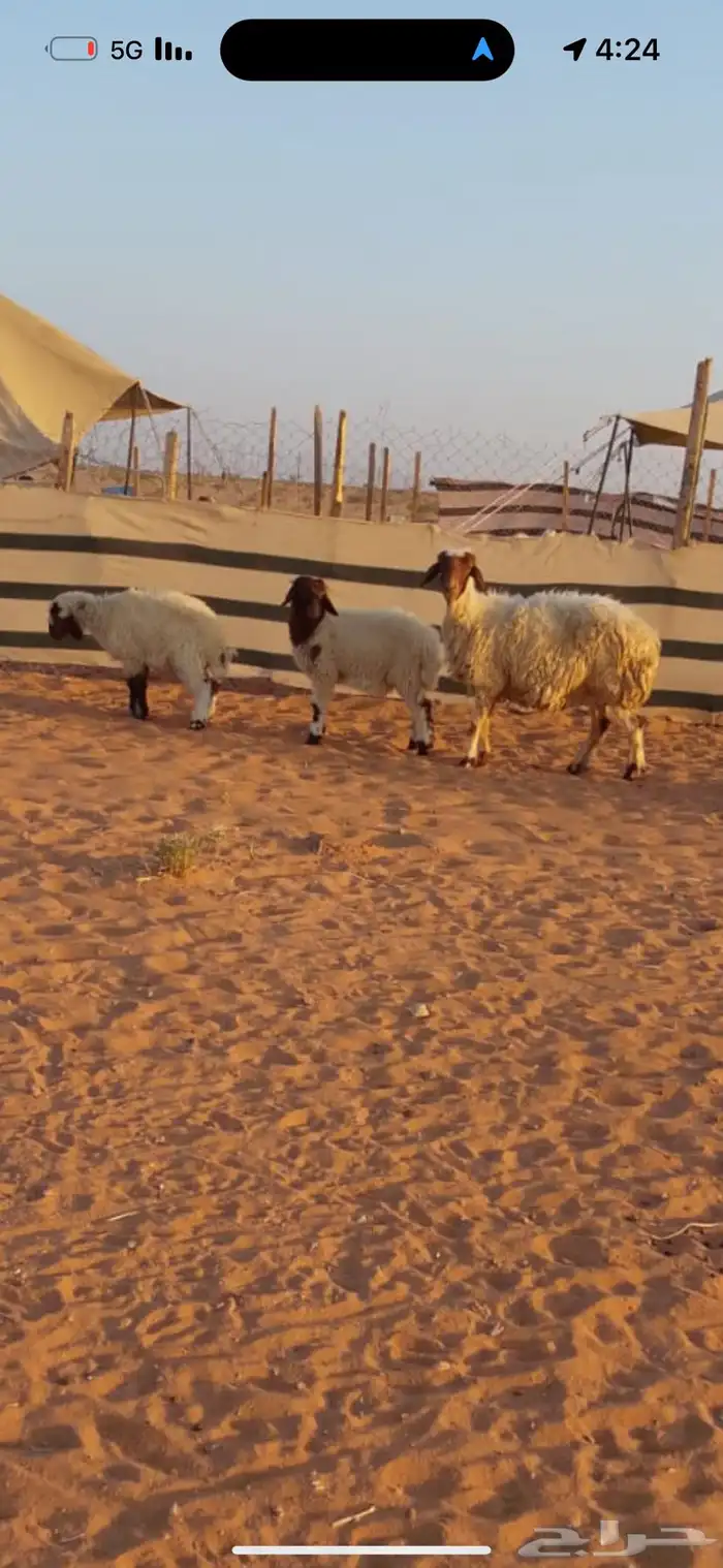 للبيع سديس نعيميه متاوم 1