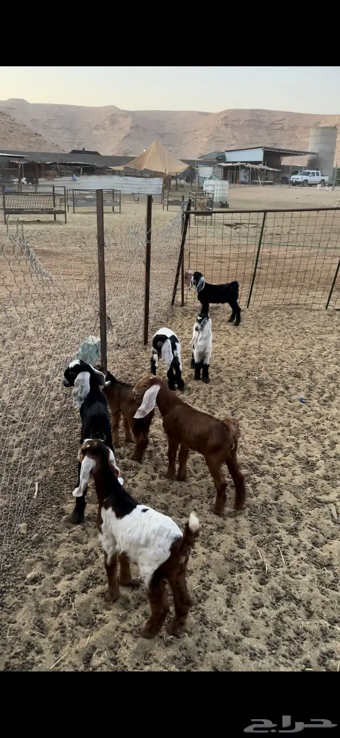 معزا مواليد 2