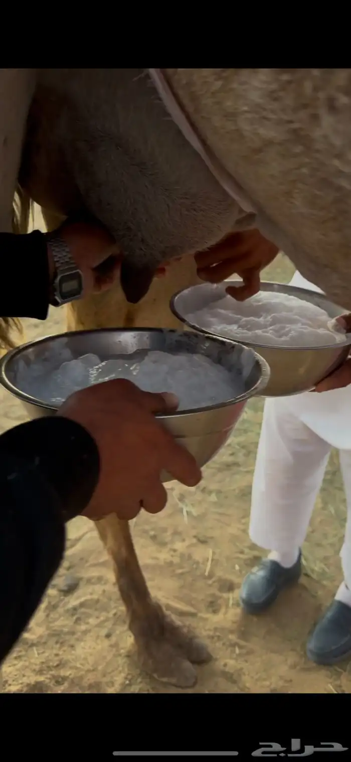 خلفه حمرا هديه وطيبه 4