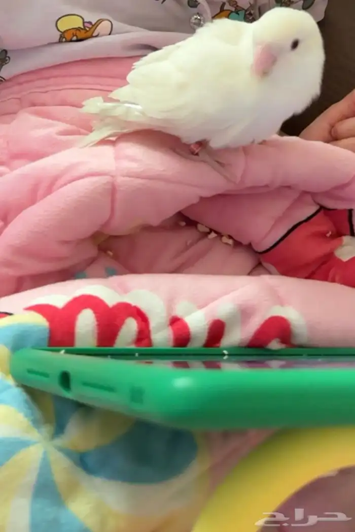 ببغاء روز البينو عيونه حمراء وبداء يتآلف 2