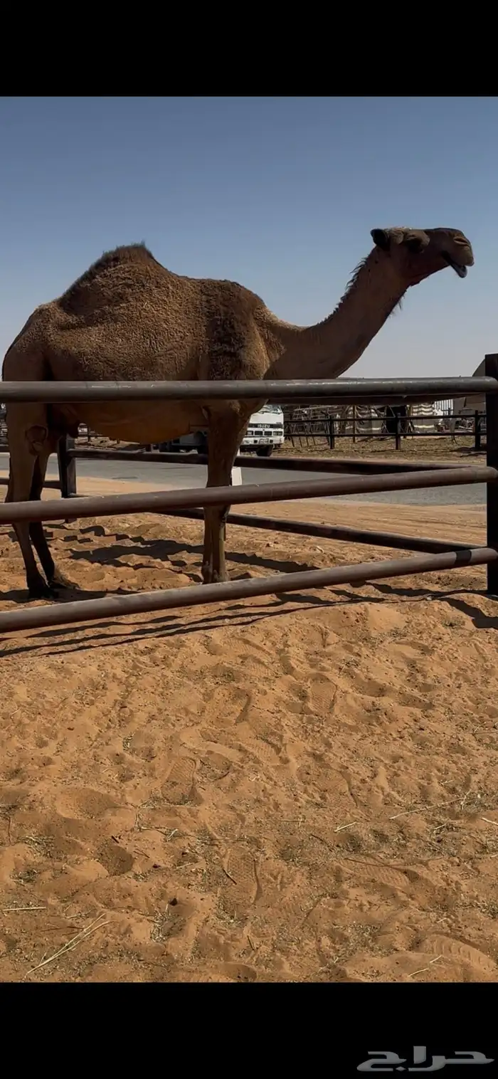 لقحه صفراء سليمة العذاريب 1