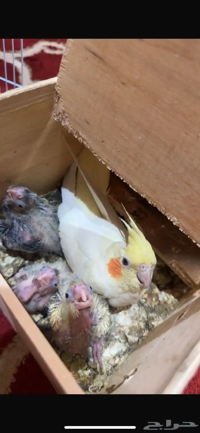 انثى كروان لاتينو منتجه تحتها فراخه 0