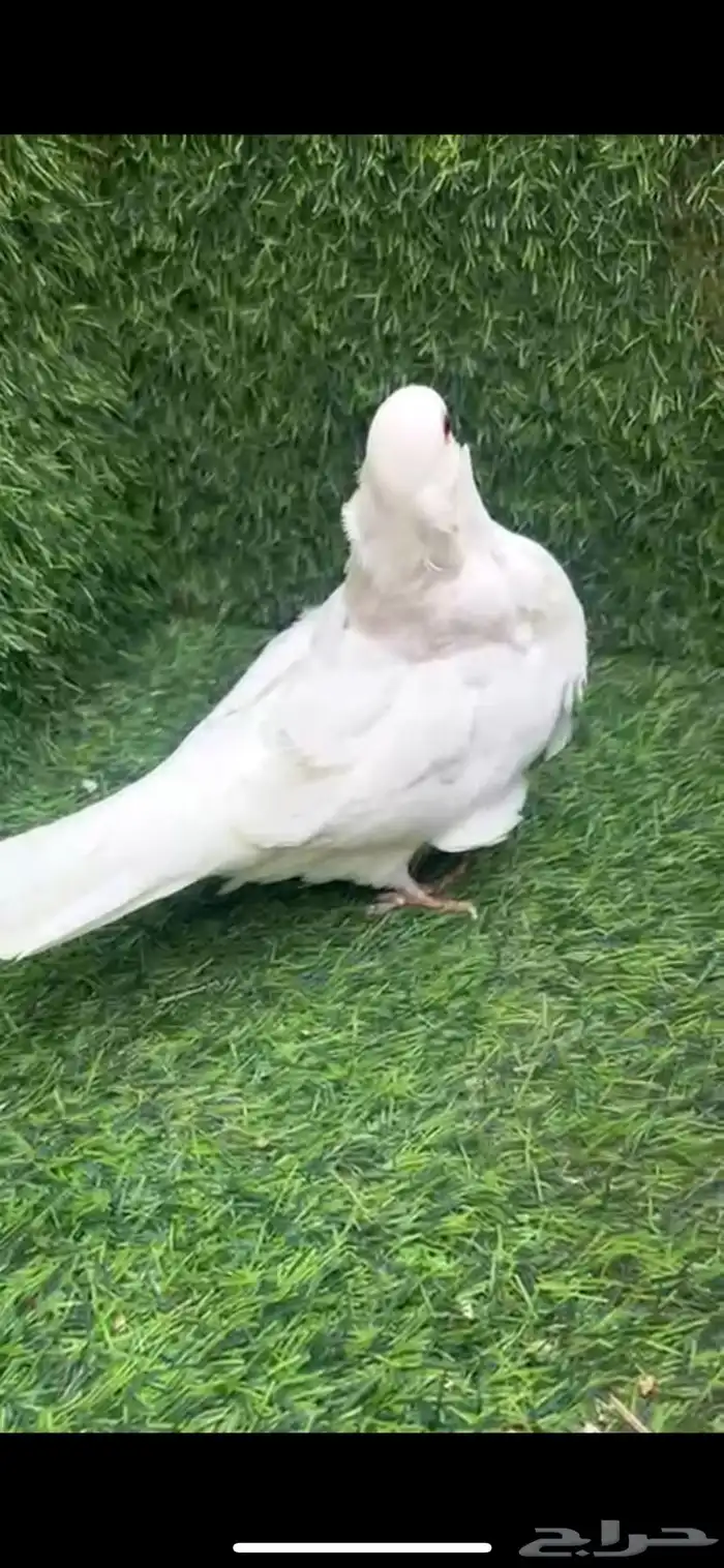 زوج كشك ابيض صك 2