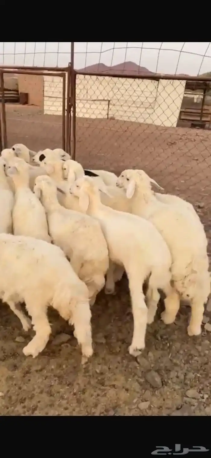 طليان حبص للبيع 8