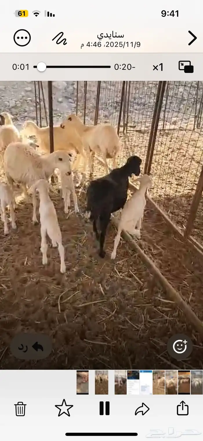 شاة متاومه واربع رخال شق توم اول ولده رفيدي فحلها حري شق توم 0