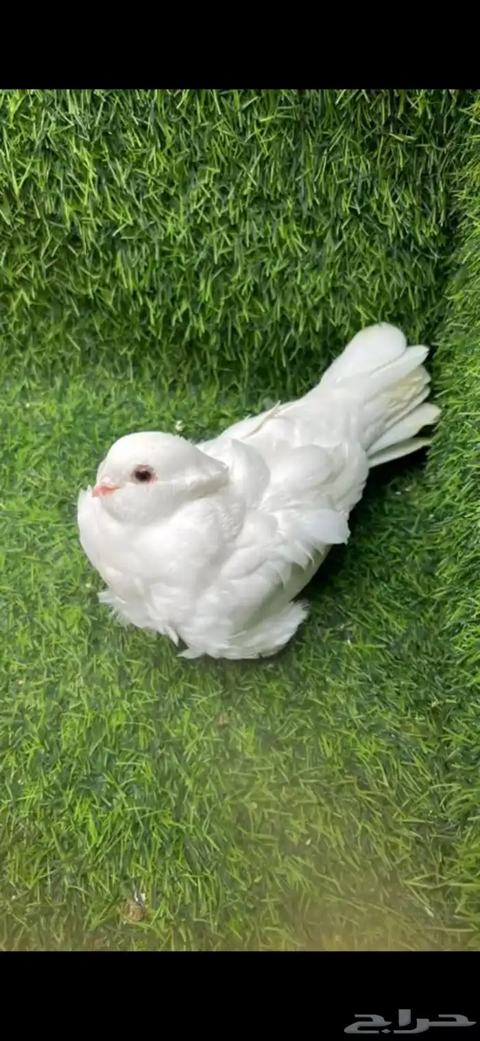 زوج كشك ابيض صك 0