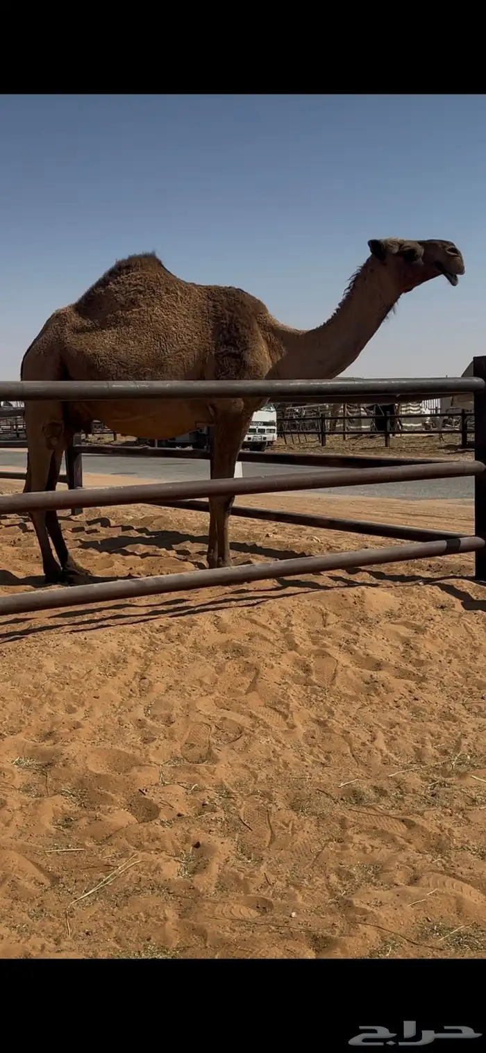 لقحه صفراء سليمة العذاريب 0