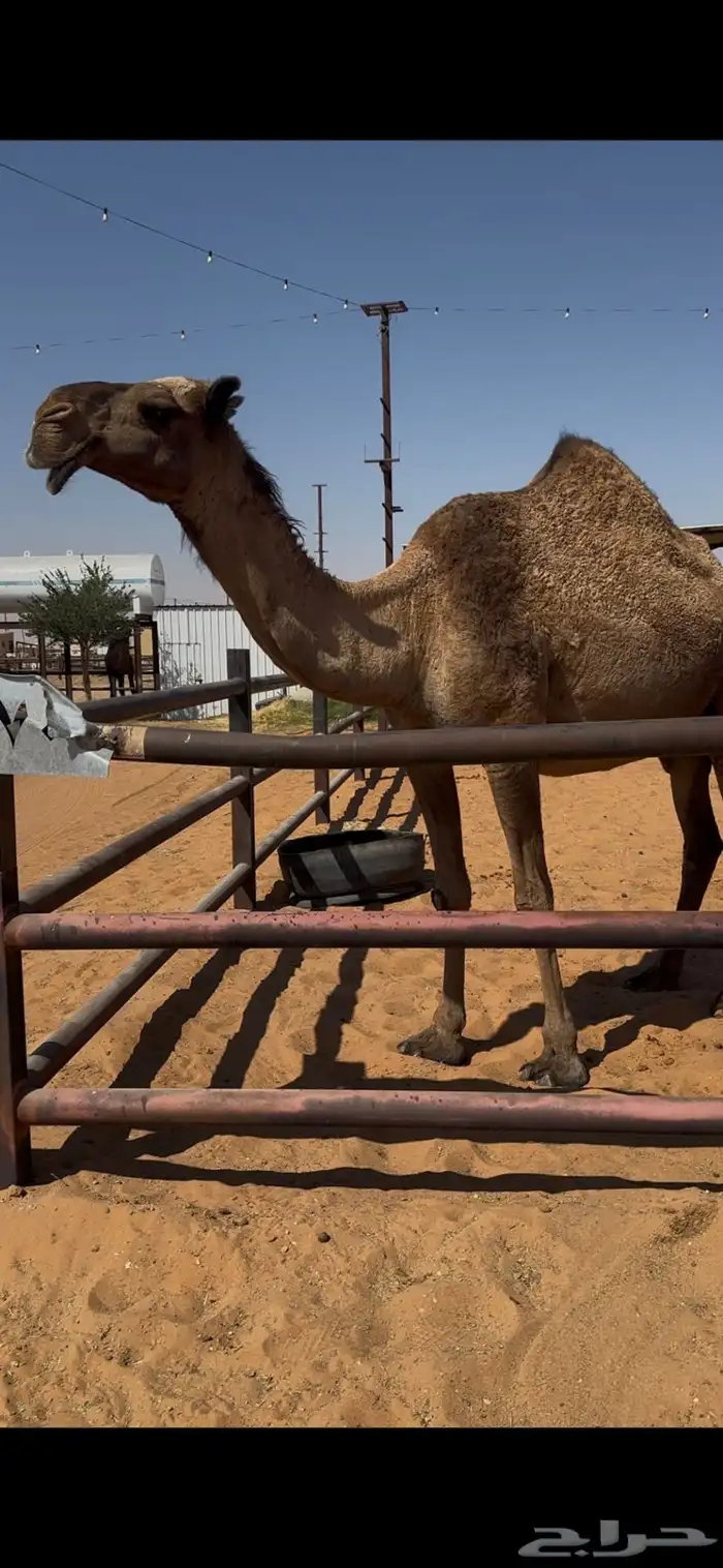 لقحه صفراء سليمة العذاريب 2