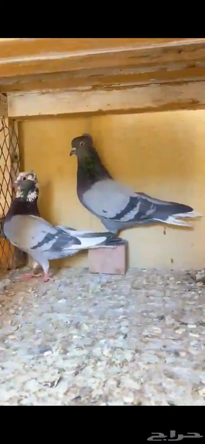 حمام قطايف 0