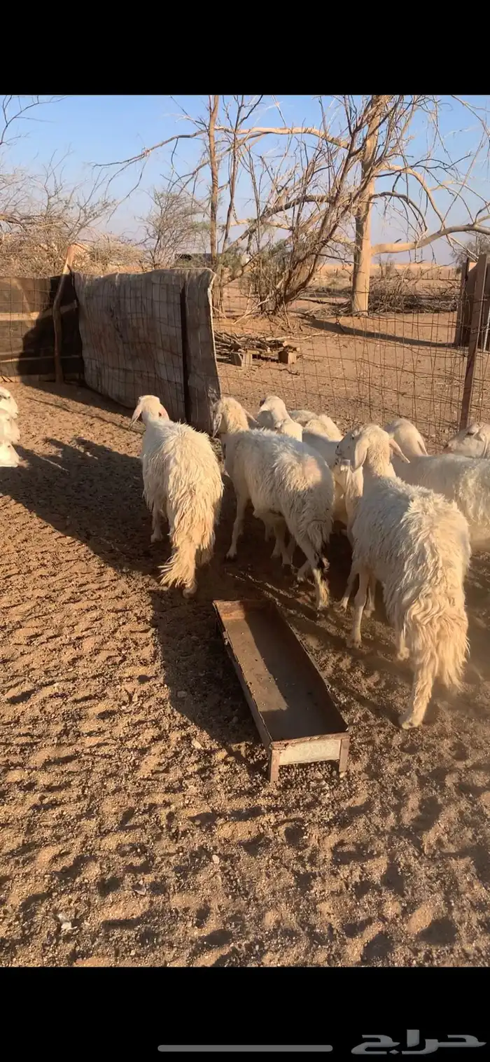 غنم حريات ورفيد مراح واحد 0