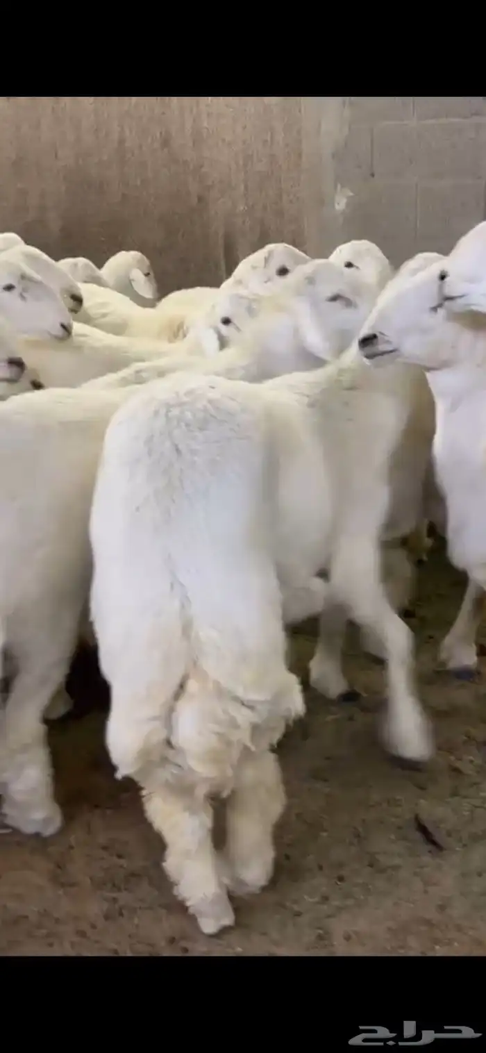 بيع اغنام متوفر تقصيد تابي وتمارا 0