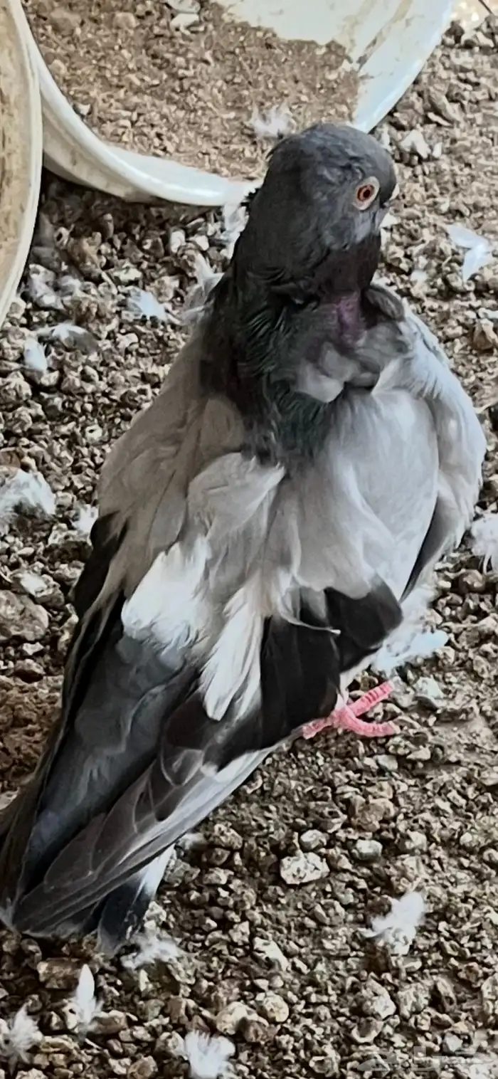 مكه اللحيانيه 1