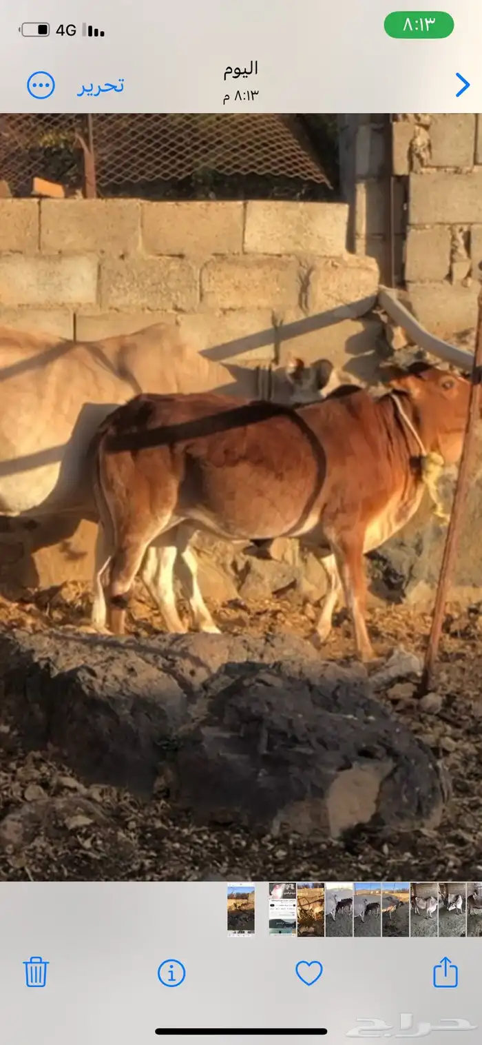 بقره هاديه تحتها حسيلة 7