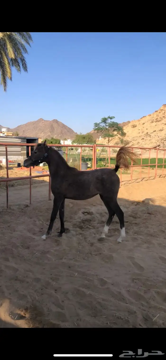 مهره شعبيه كفو 0