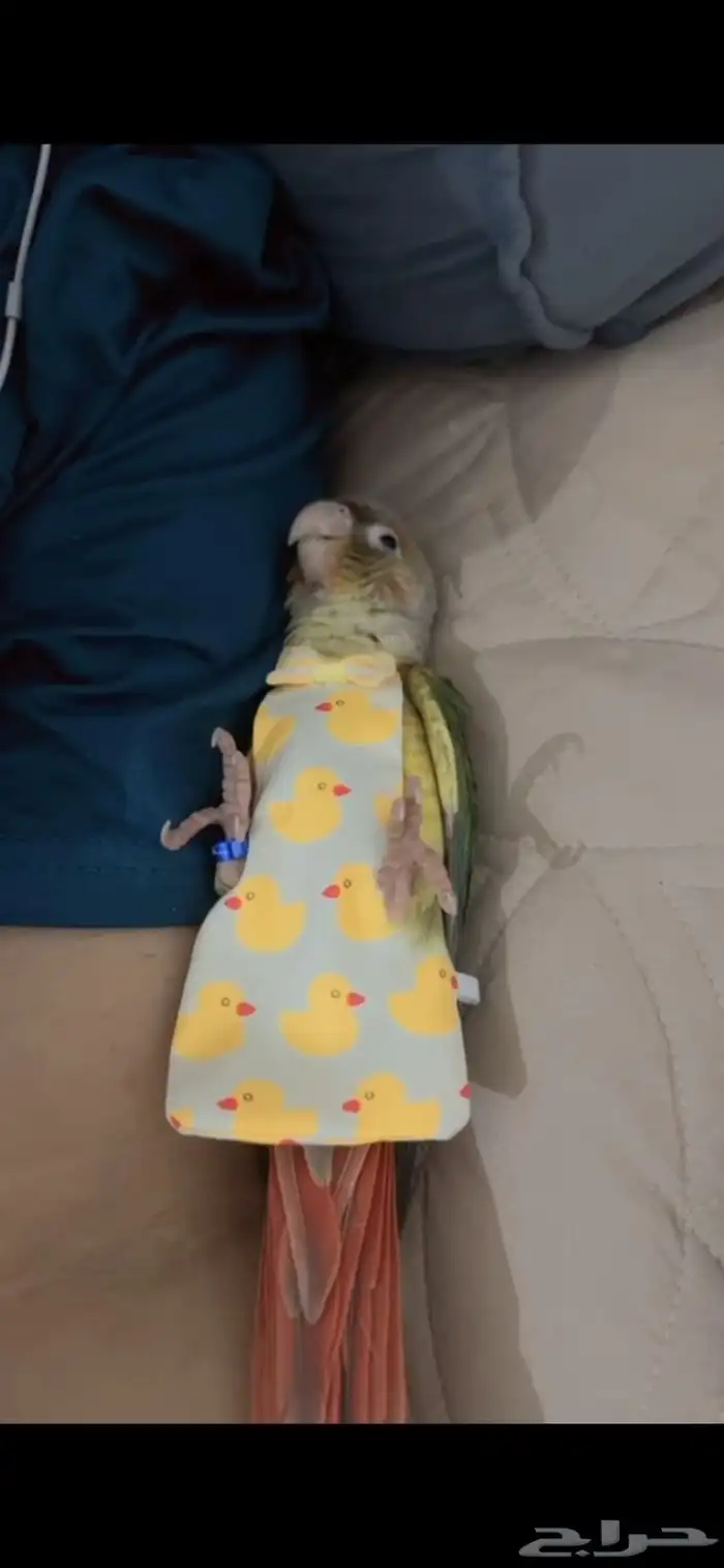 كنيور اناناس اليف 0