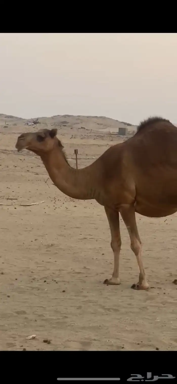 ماشالله تبارك الله للبيع ناقه وبكره 0