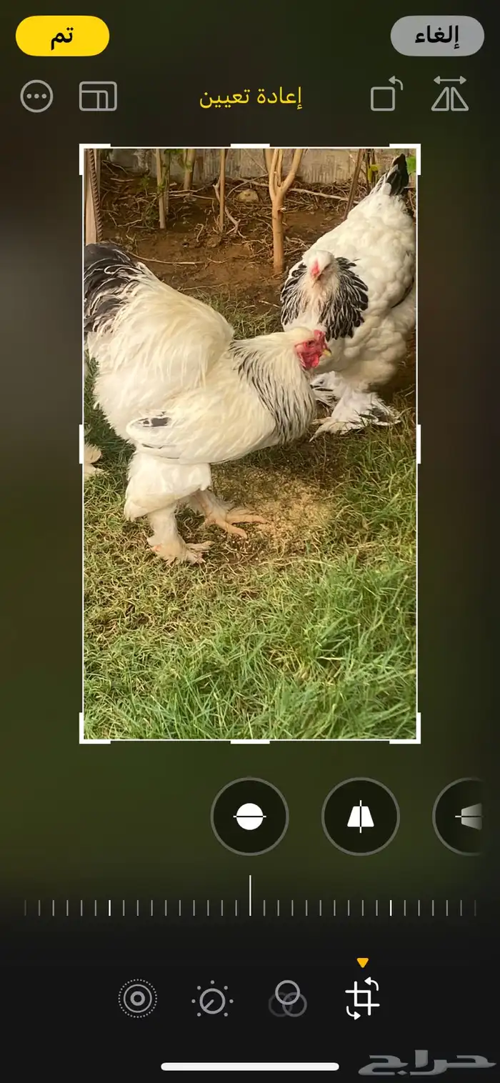 ديك كلمبي انتاج  خوارج ك ونك 1