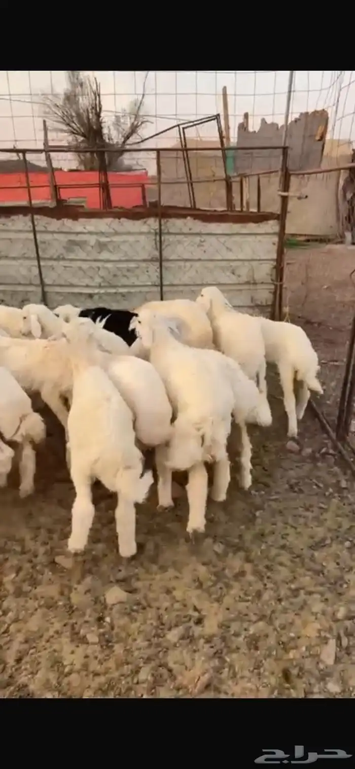 طليان حبص للبيع 7